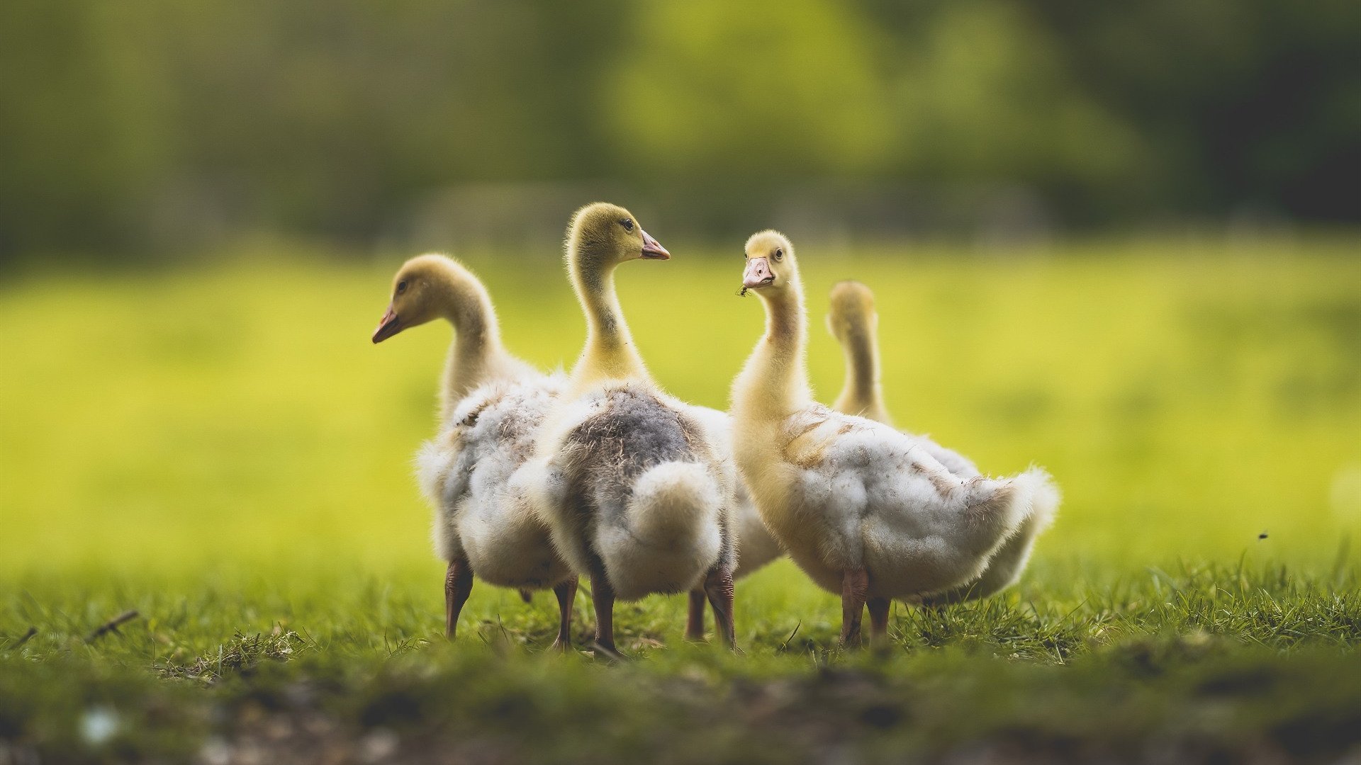 【“快节奏”带来新挑战】运动员心理和体能双重考验