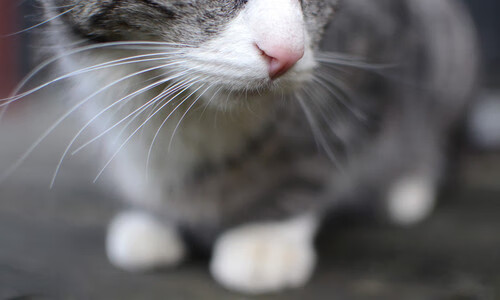 《虚拟偶像助阵线上赛事,为电竞注入新活力》,虚拟偶像官网