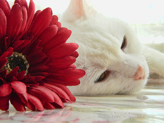 足球改革方案聚焦职业化和市场化,足球改革发展方案